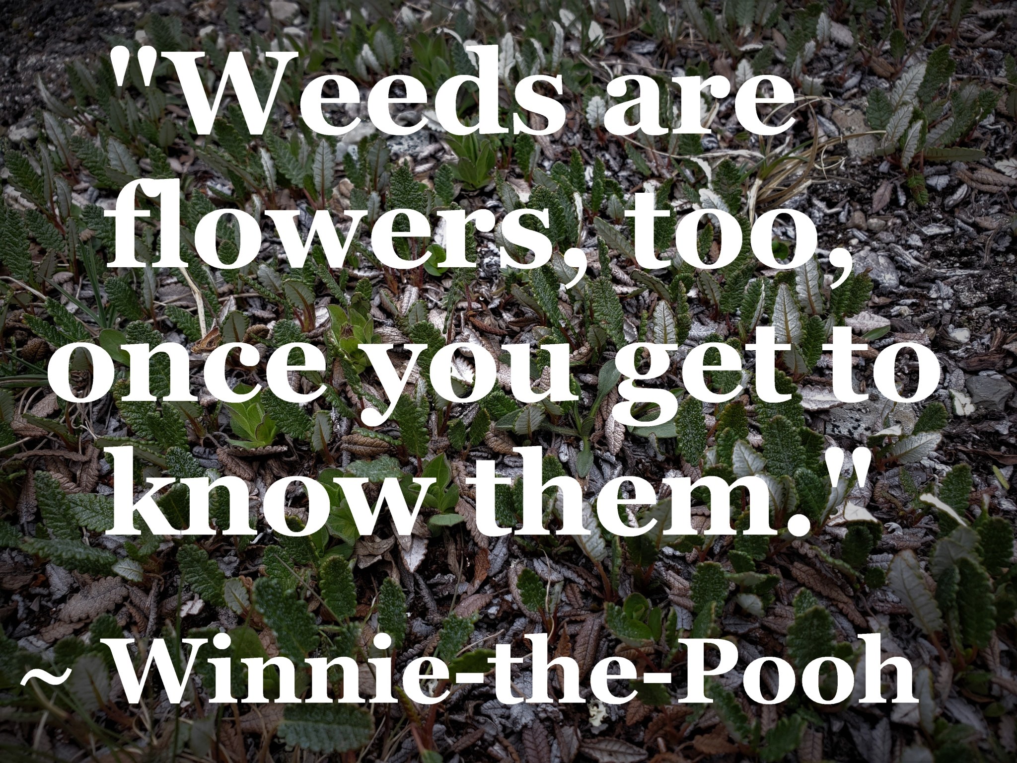 Winnie-the-Pooh - weeds are flowers too