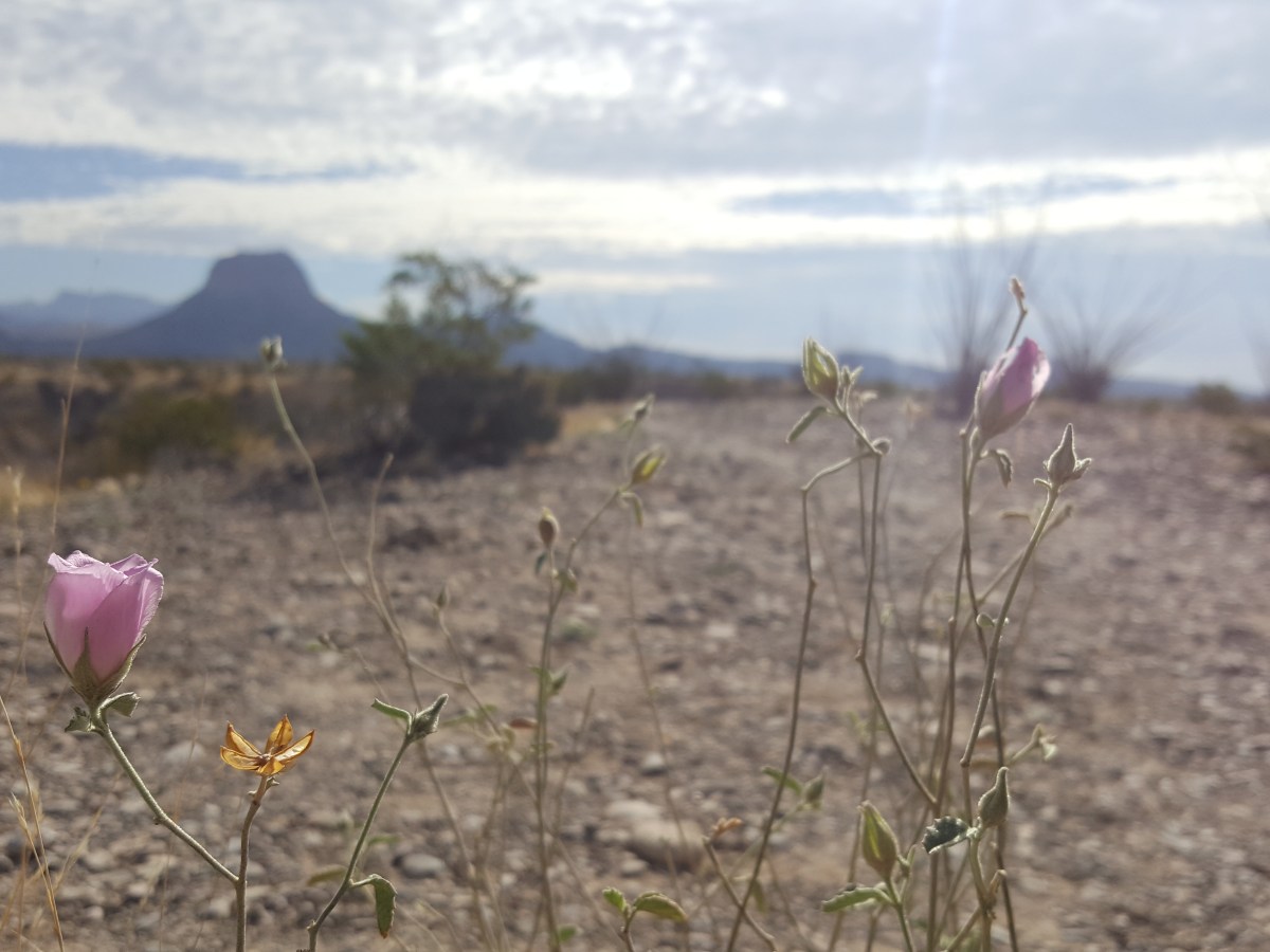 Are you really seeing&nbsp;them?