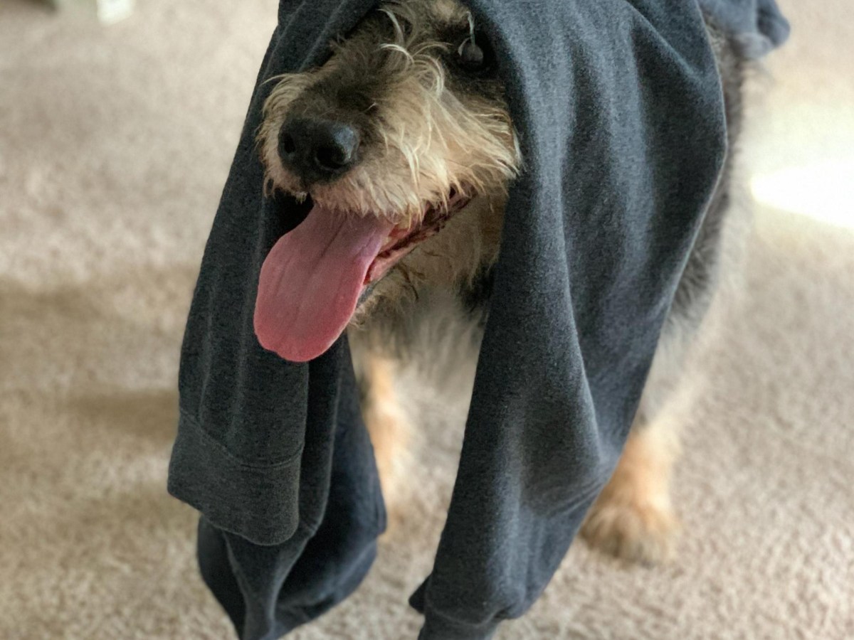 Love, adventure, grief, and&nbsp;Willoughby